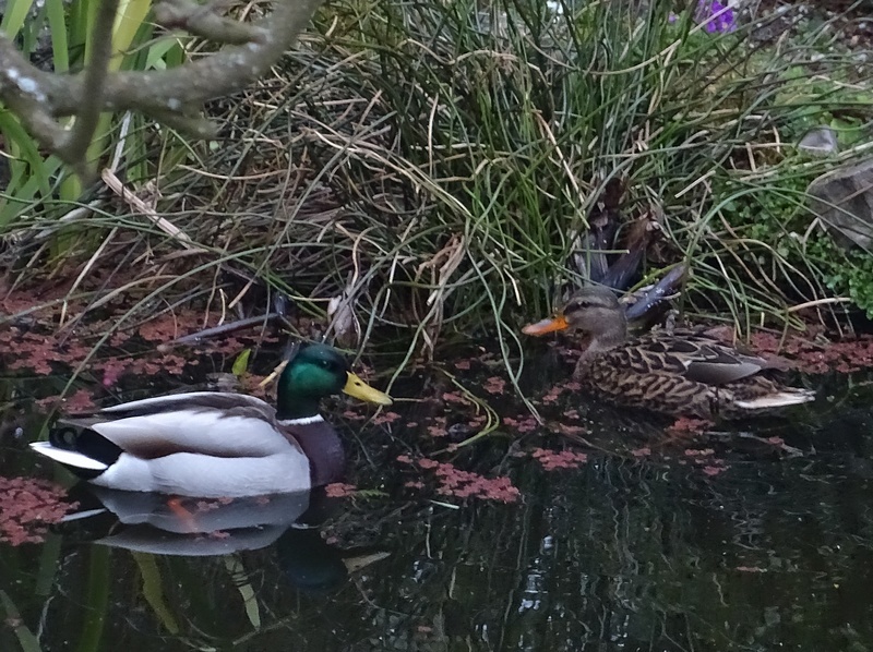 Canards col vert (mle et femelle)