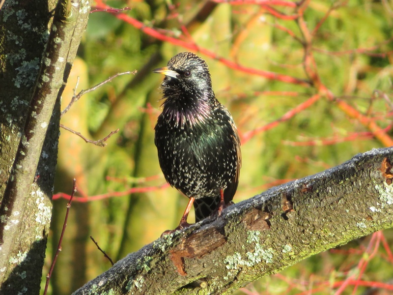 tourneau sansonnet (Sturnus vulgaris Linnaeus)