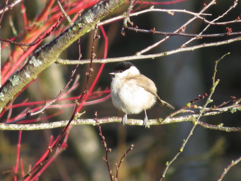 Msange nonnette (Poecile palustris)