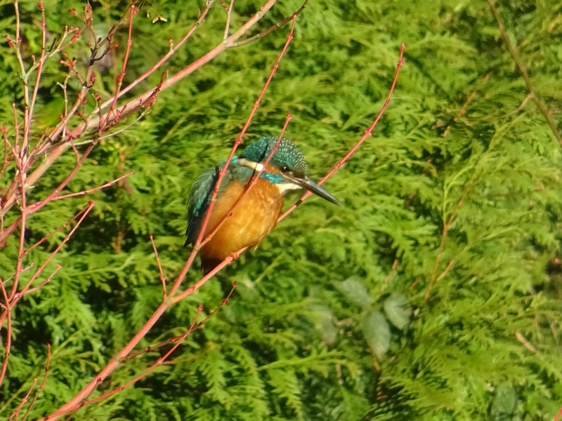 Martin-pcheur (Alcedo atthis)