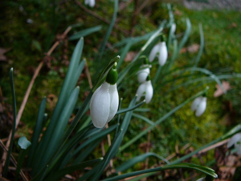 Perce-neige