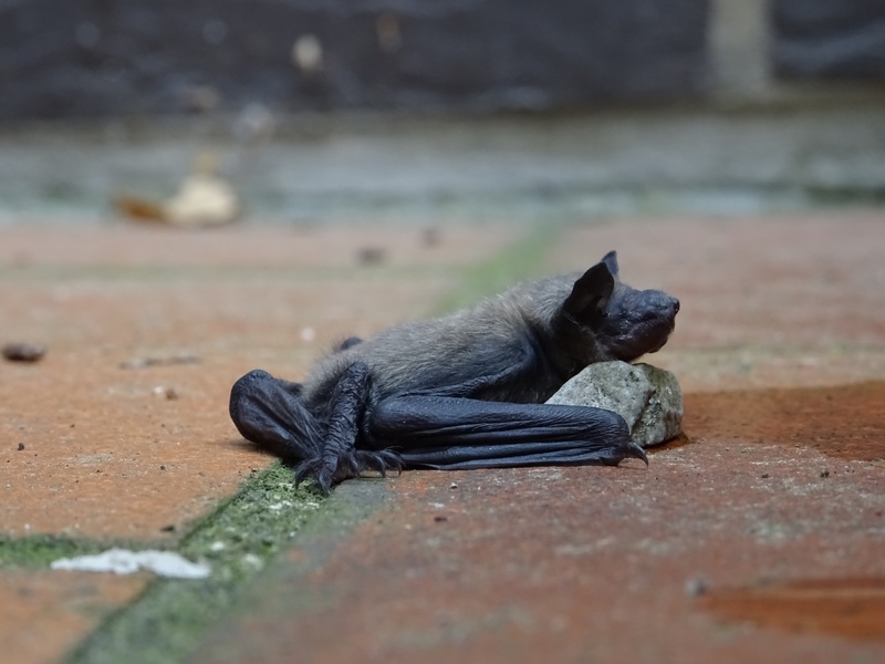 Pipistrelle commune