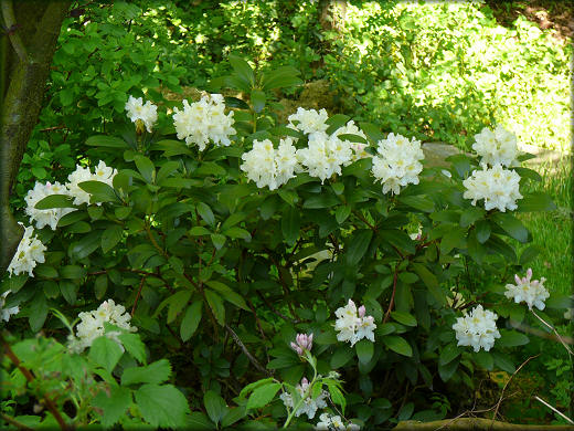 Rhododendron hybride blanc